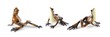 Thumb_brown_frog_37-125_500