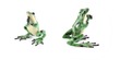 Thumb_green_praying_frog_33-100_635