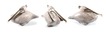 Thumb_sitting_pelican_95-100_750