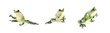 Thumb_green_frog_17-75_525