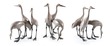 Thumb_3_sandhill_cranes_ap1-6_1850